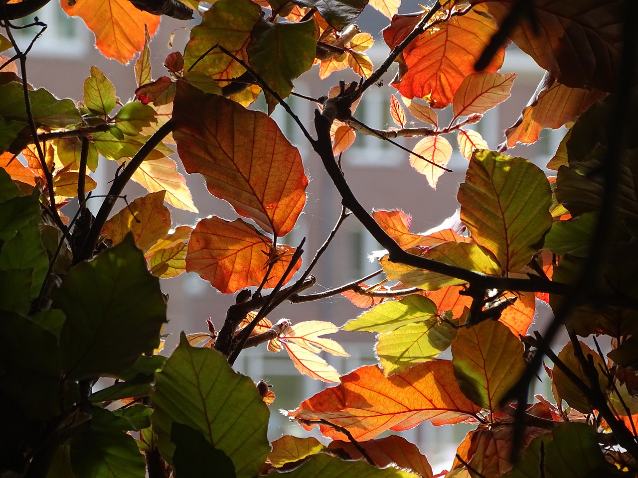 leaves  brightness  beech free photo