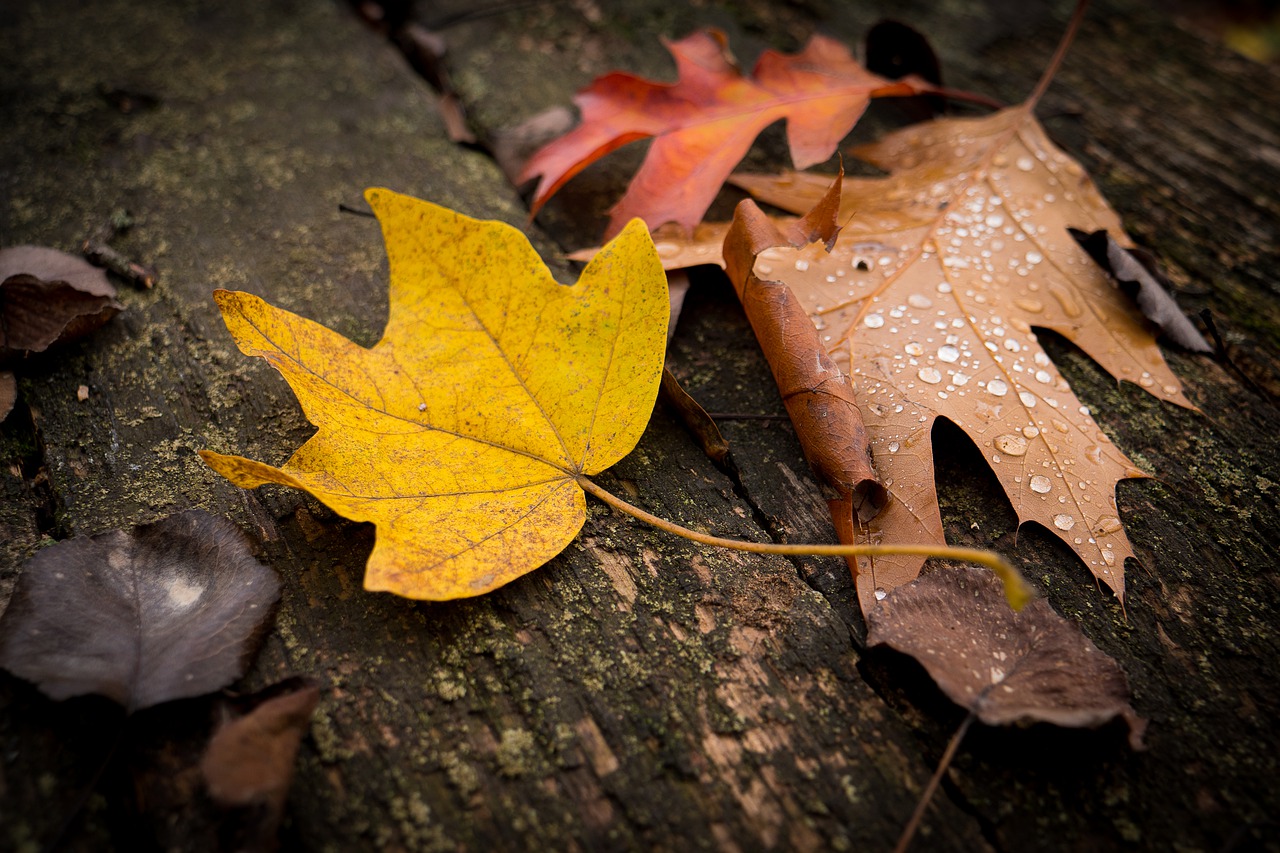 leaves  fall  autumn free photo