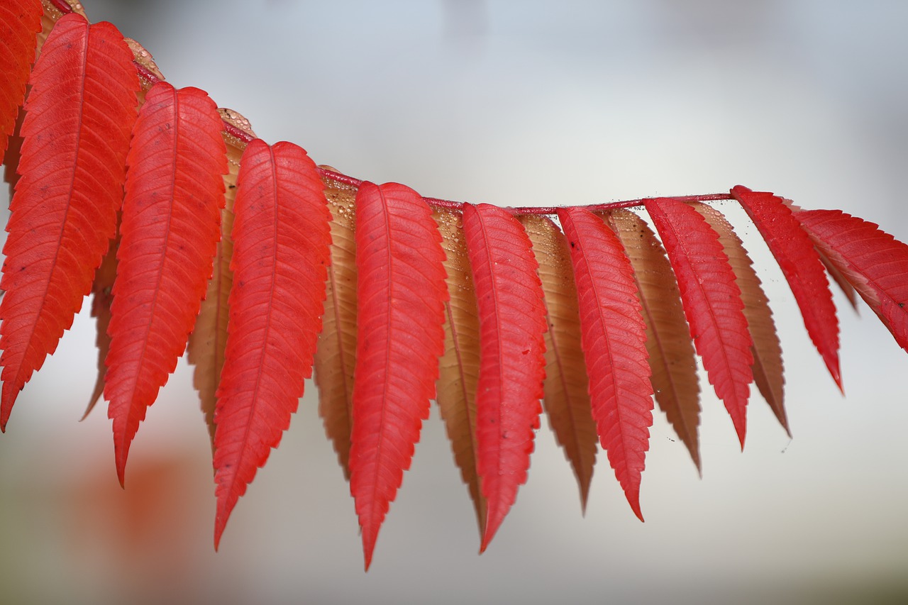 leaves  plant  red free photo