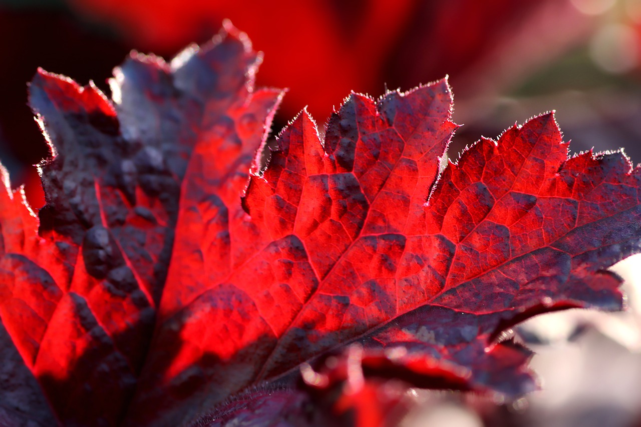 leaves  backlighting  autumn free photo