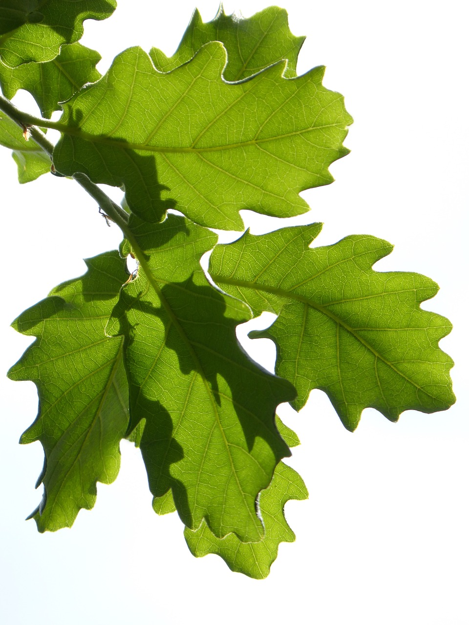 leaves  oak  translucent free photo