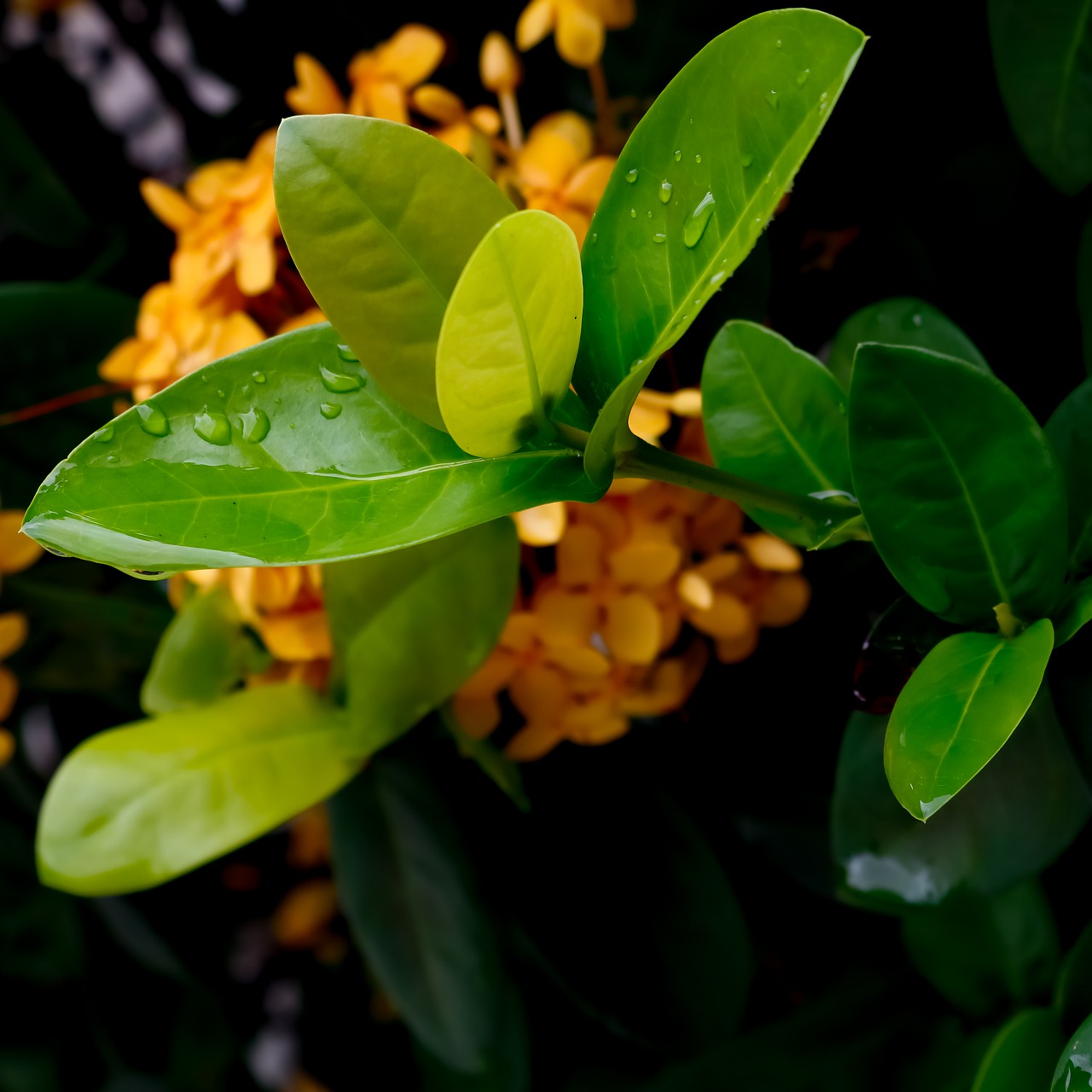 leaves  dew  osiris free photo