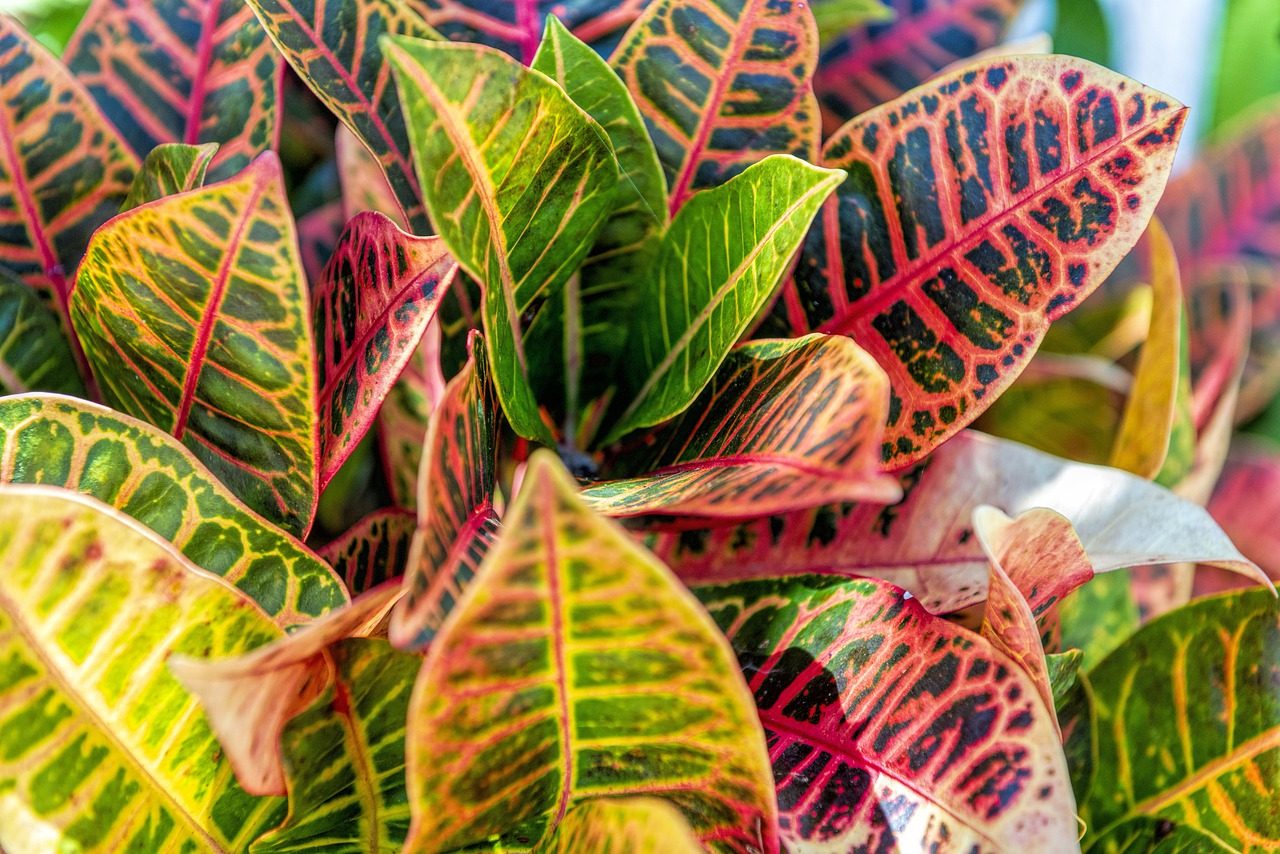 leaves  color  plant free photo