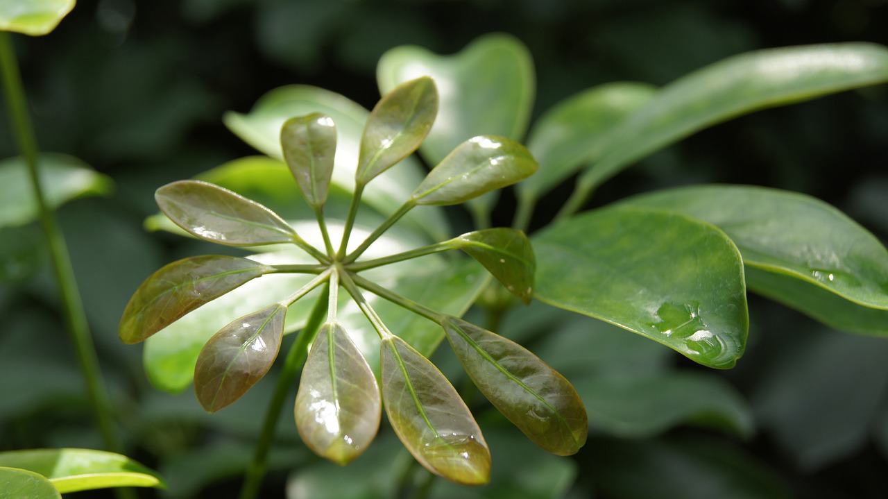 leaves  green  nature free photo