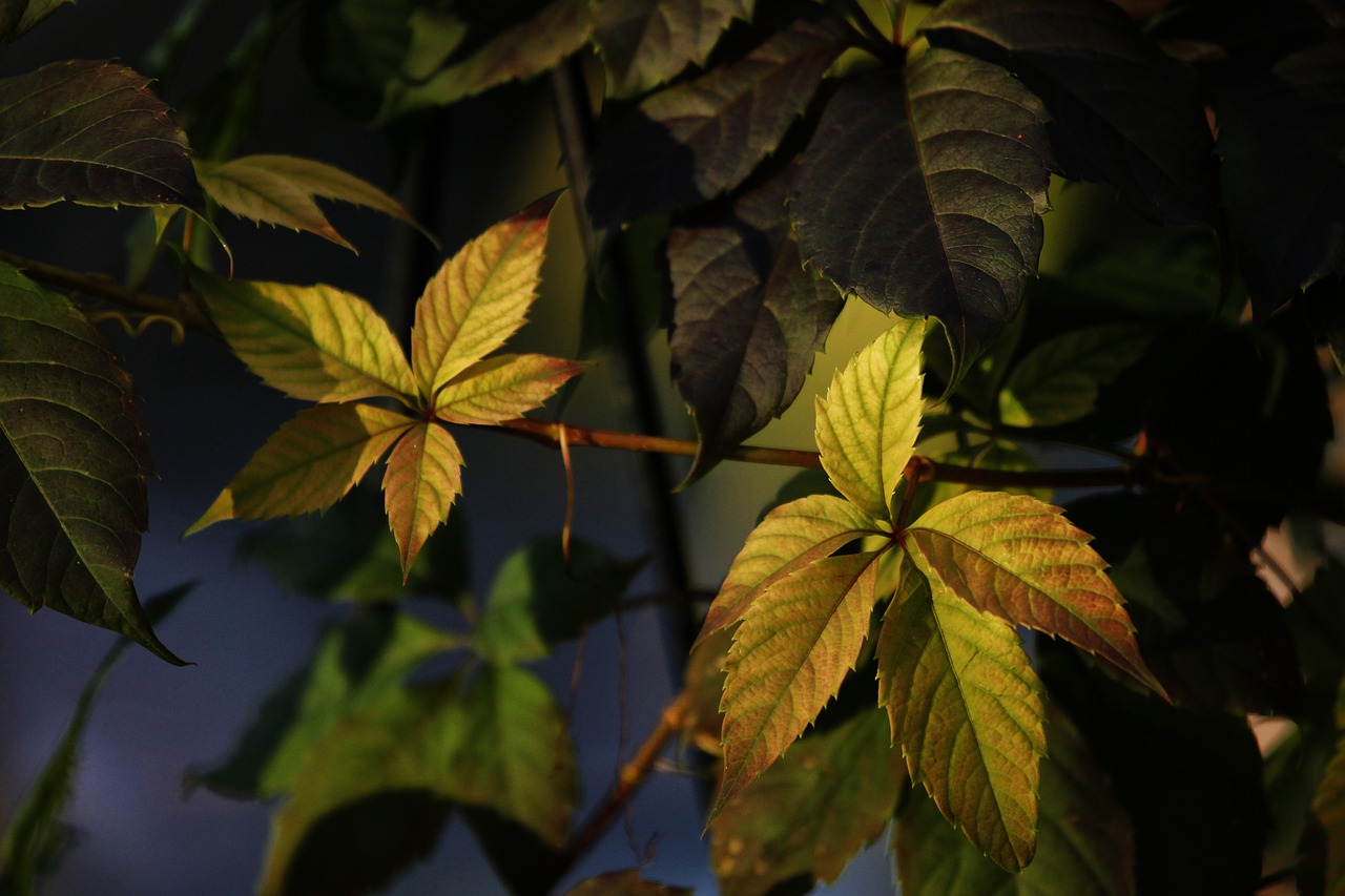 leaves  color  bright free photo