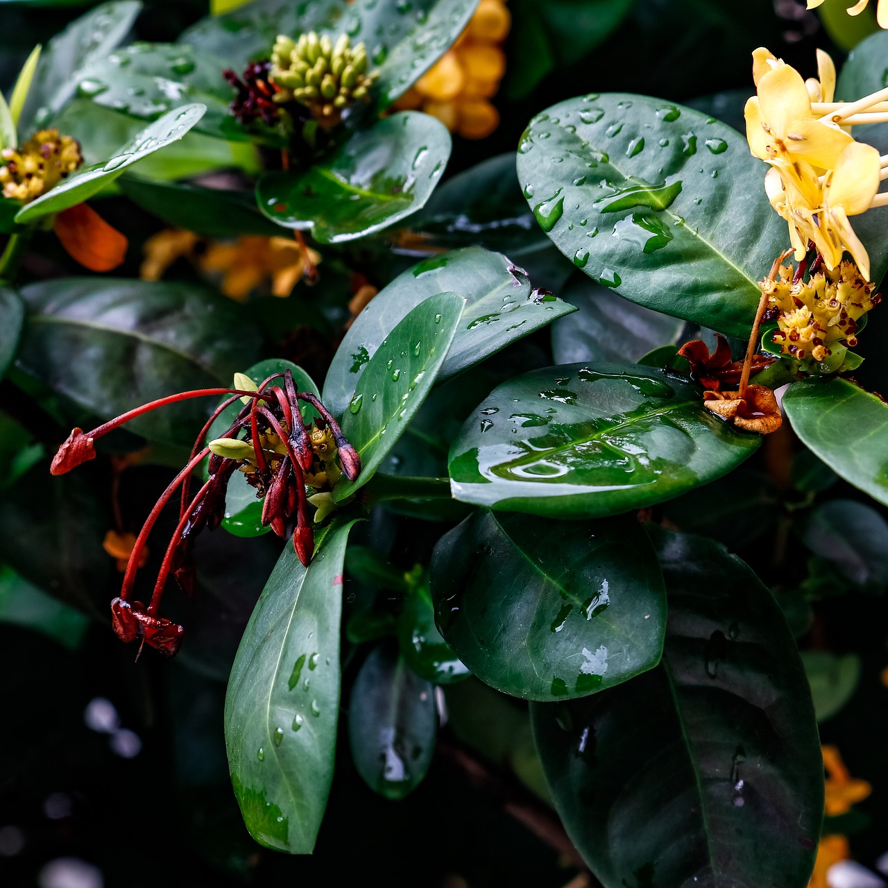 leaves  drops  rain free photo