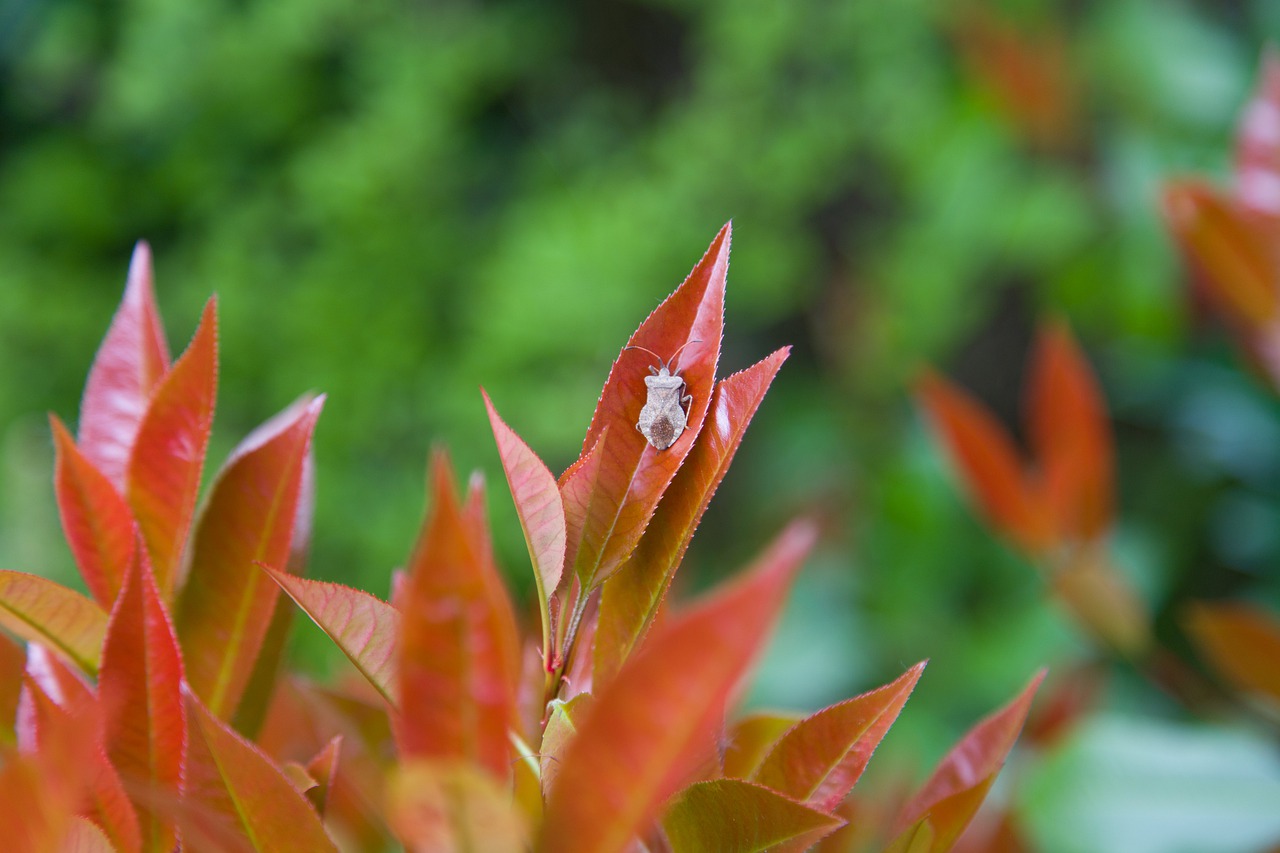 leaves  red  garden free photo