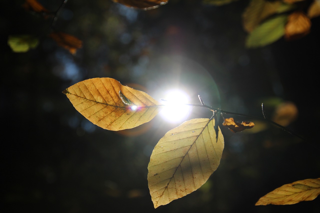 leaves autumn sun free photo