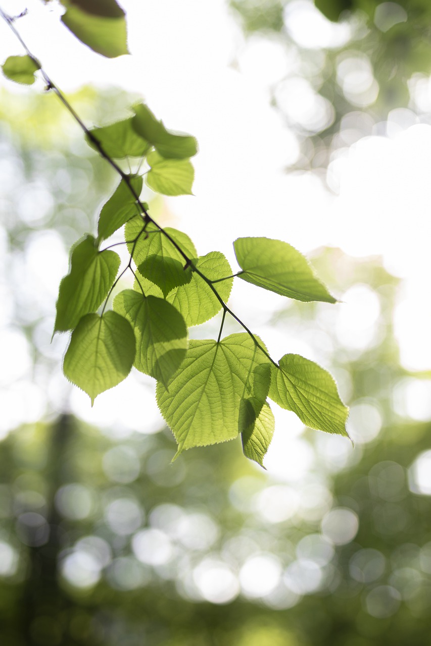 leaves  sun  tree free photo