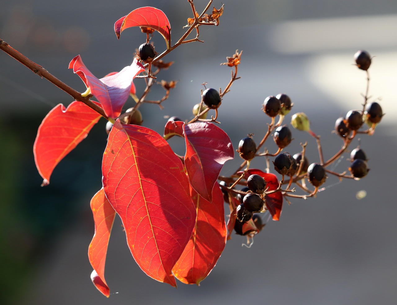 leaves  seeds  branch free photo