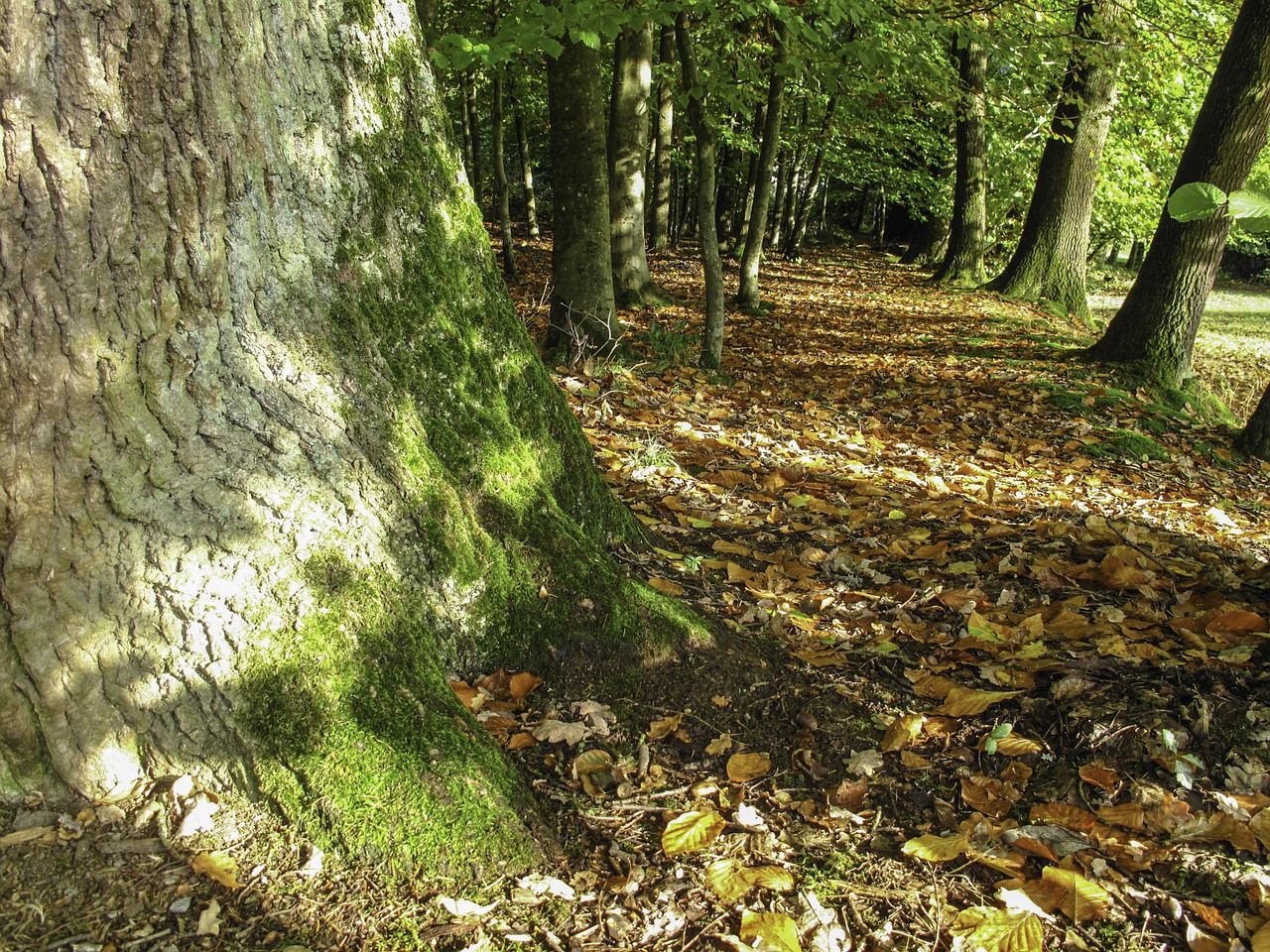 leaves forest tree free photo