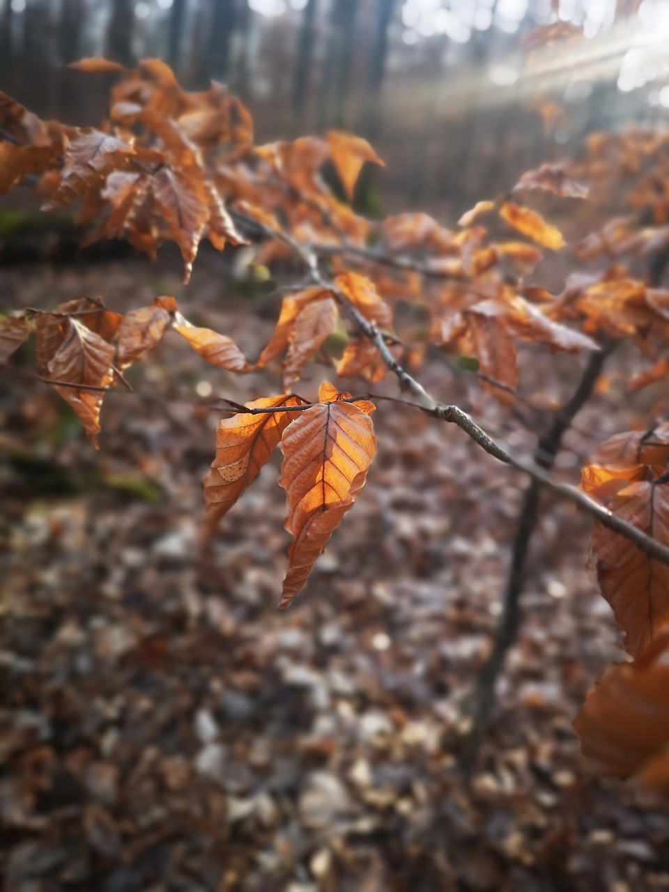 leaves  forest  autumn free photo