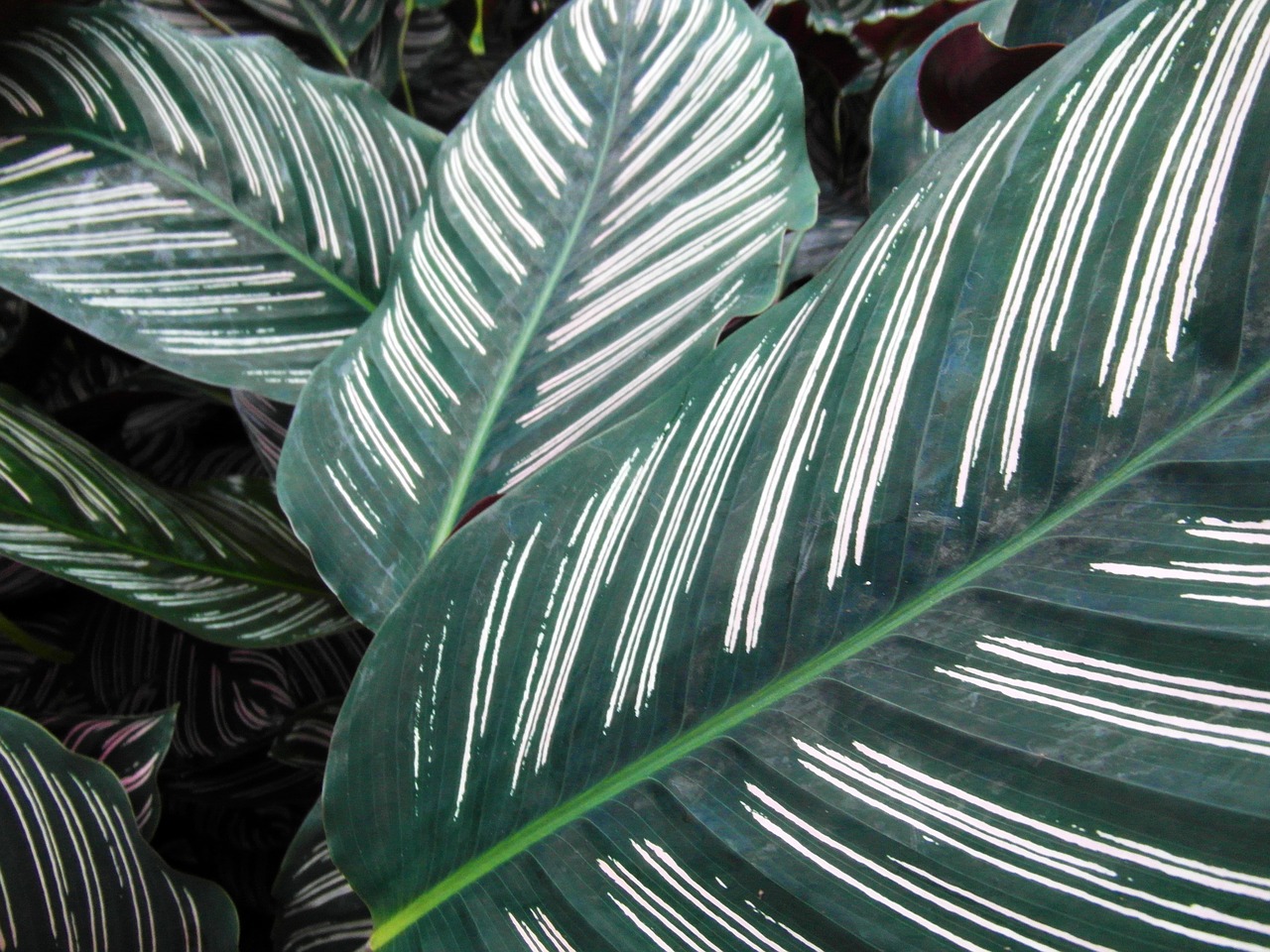 Зеленые полосатые листья Калатея