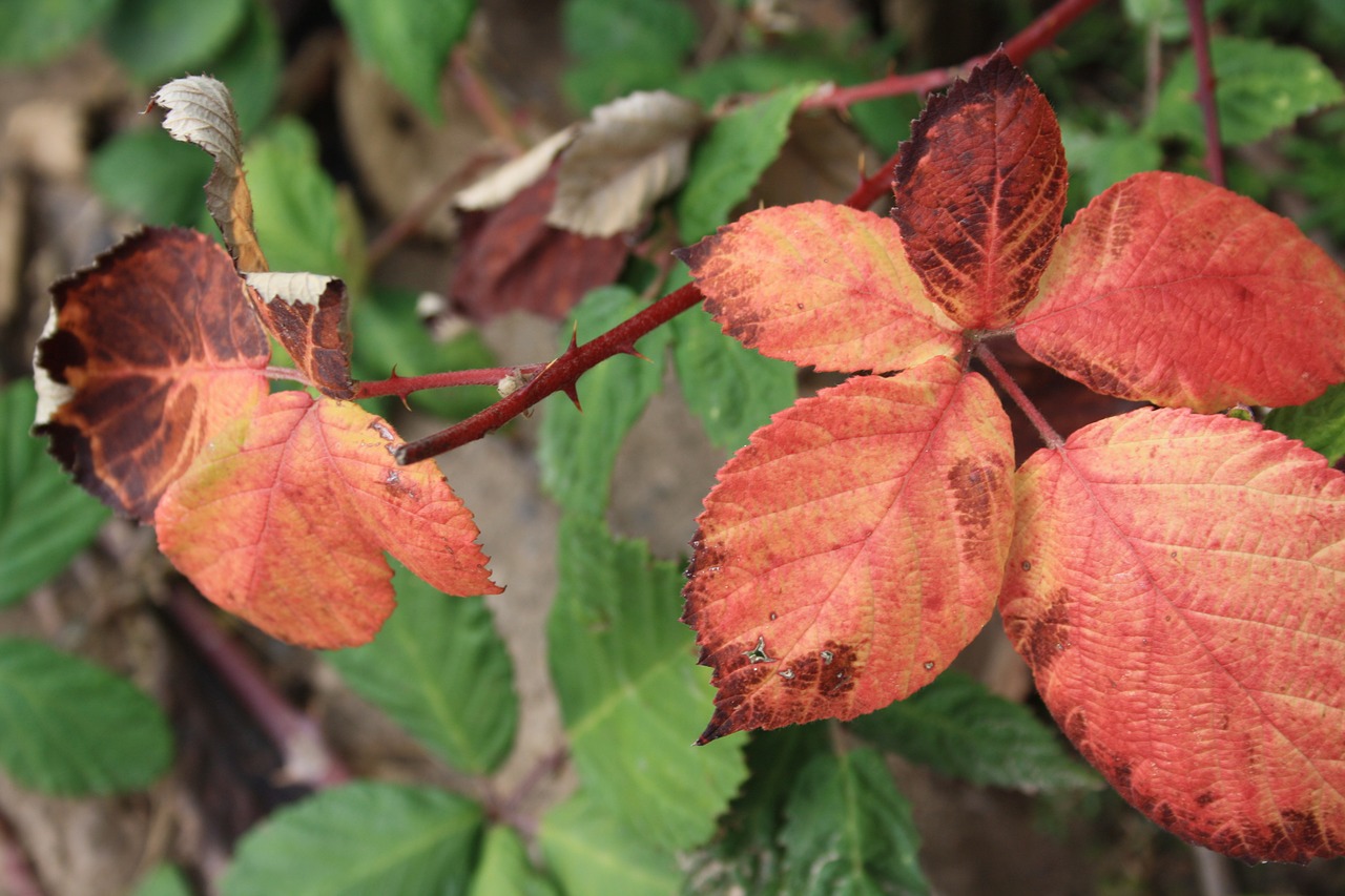 leaves autumn fall foliage free photo