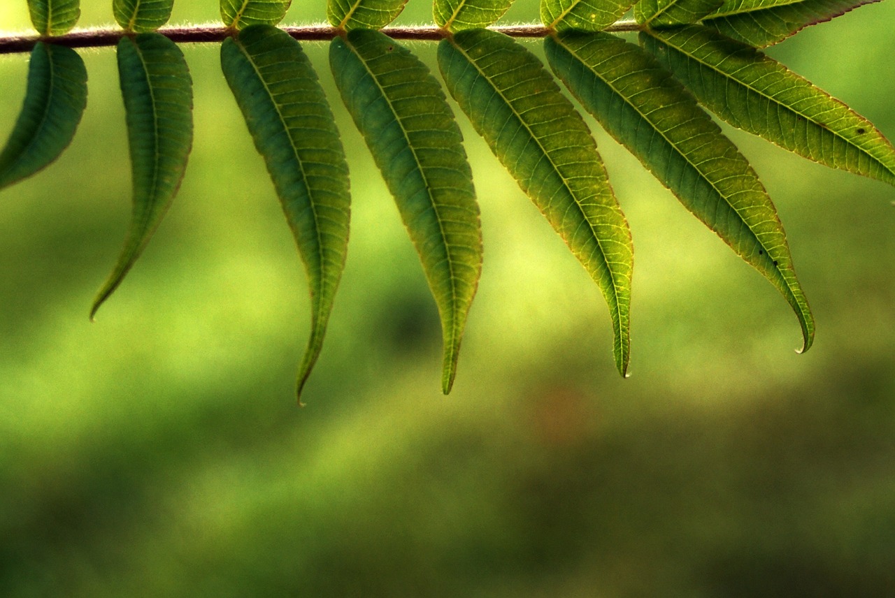 leaves tree light and shadow free photo