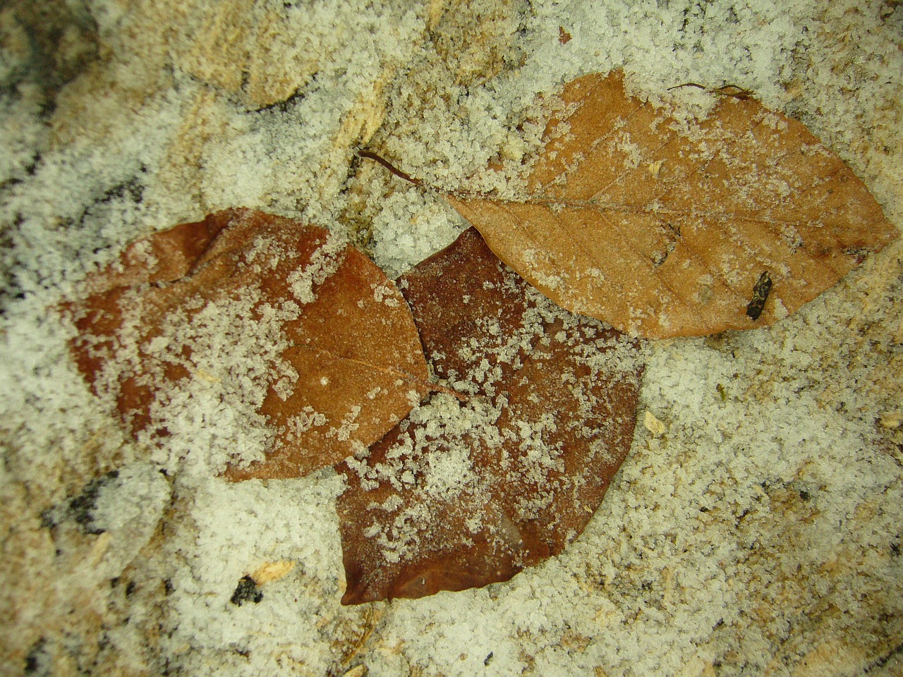 leaves hoarfrost autumn free photo