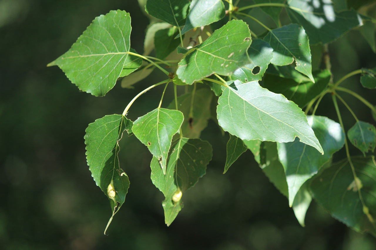 leaves nature green free photo