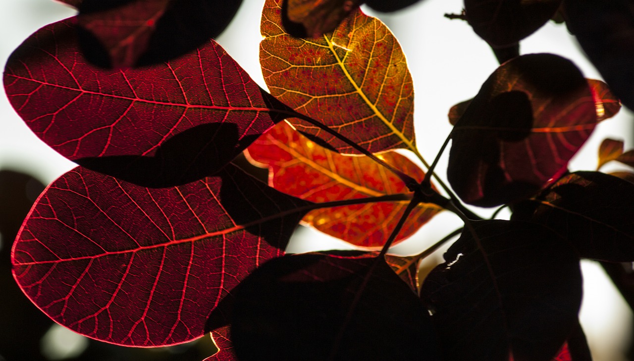 leaves red garden free photo