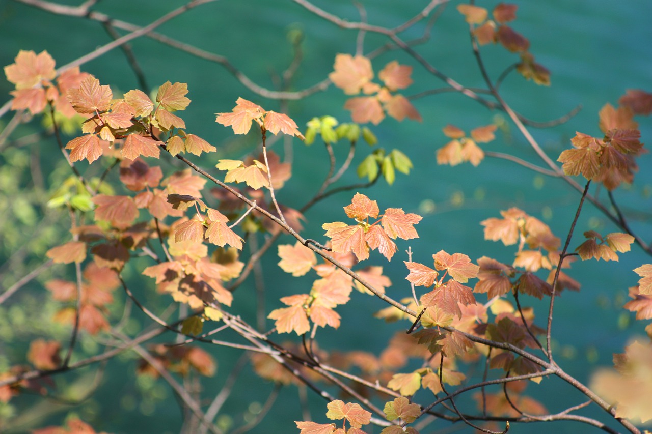 leaves tree autumn free photo