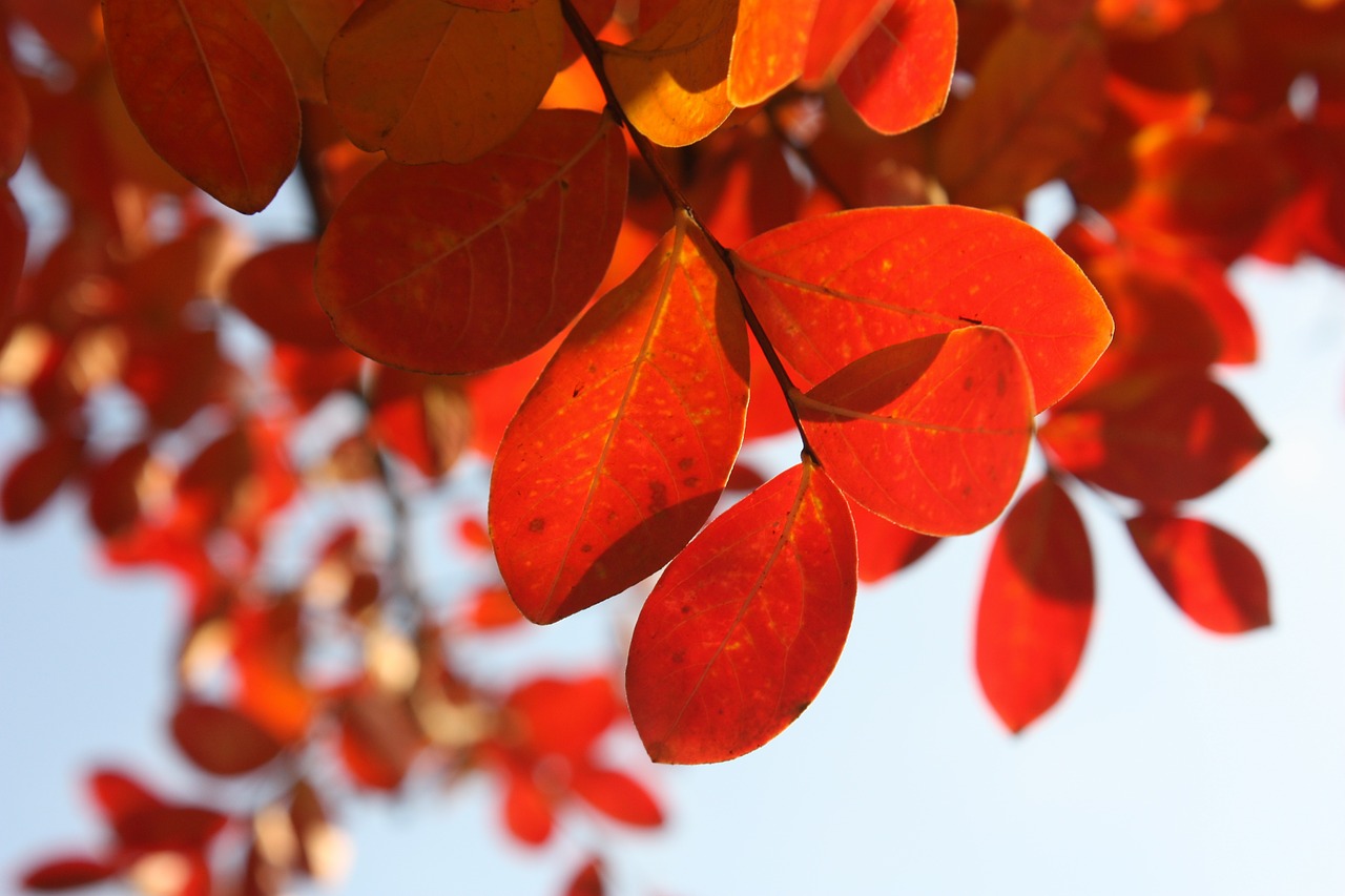 leaves autumn red free photo