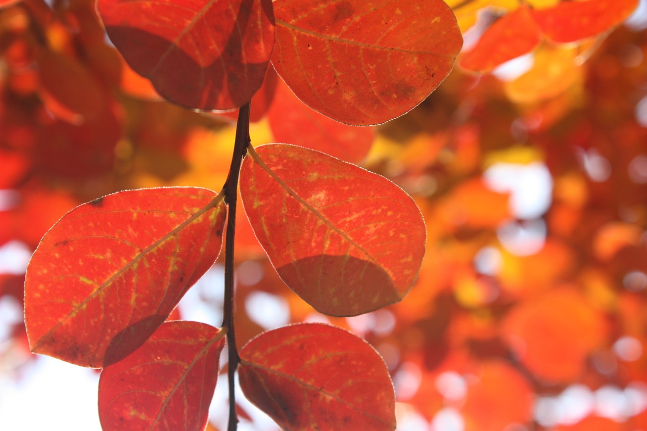 leaves autumn red free photo