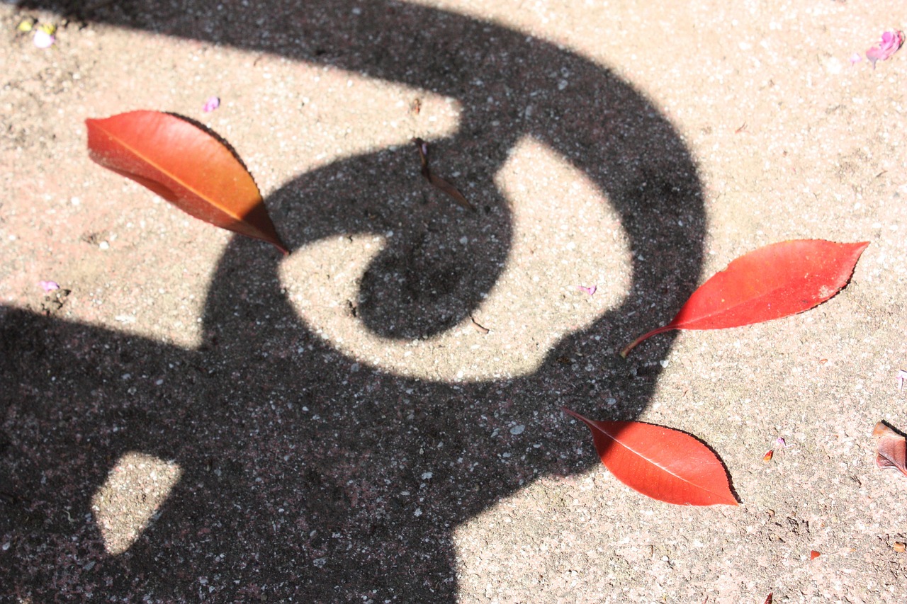 leaves shadow red free photo