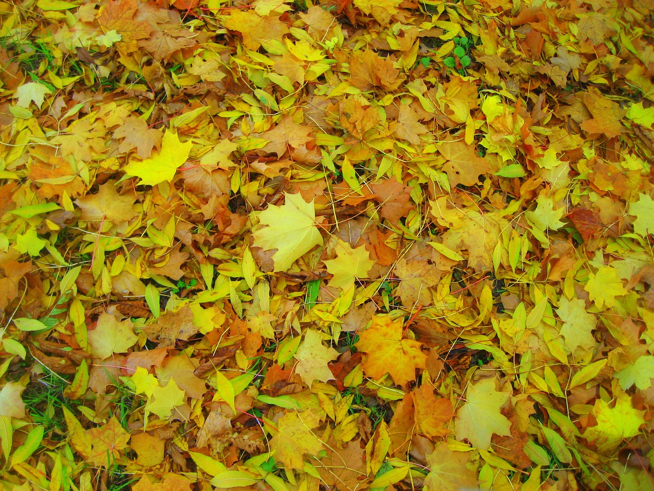 leaves texture nature free photo