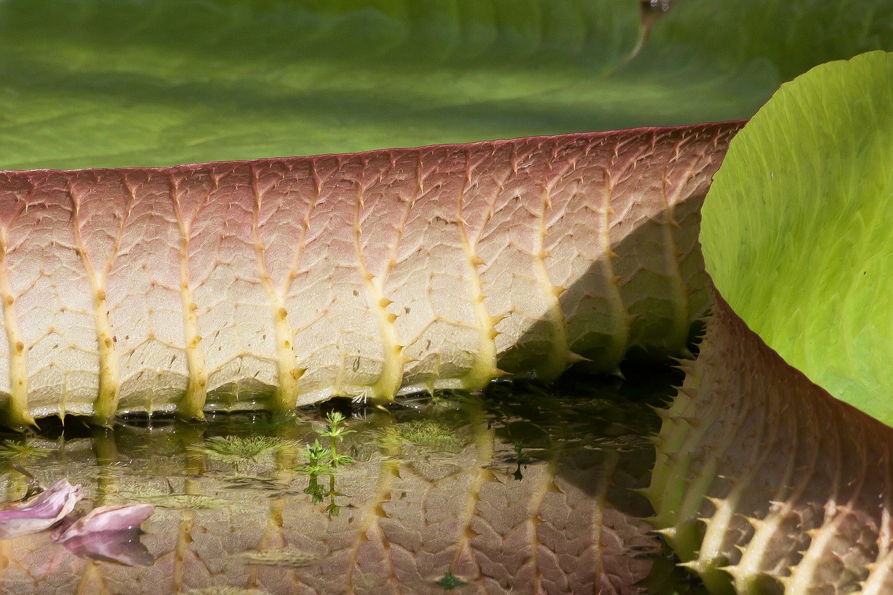 leaves water lily victoria cruziana free photo