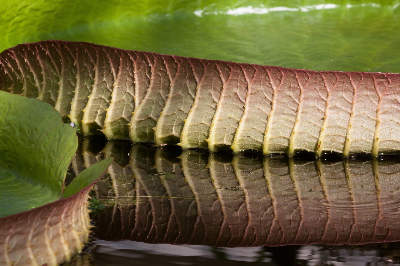 leaves water lily victoria cruziana free photo