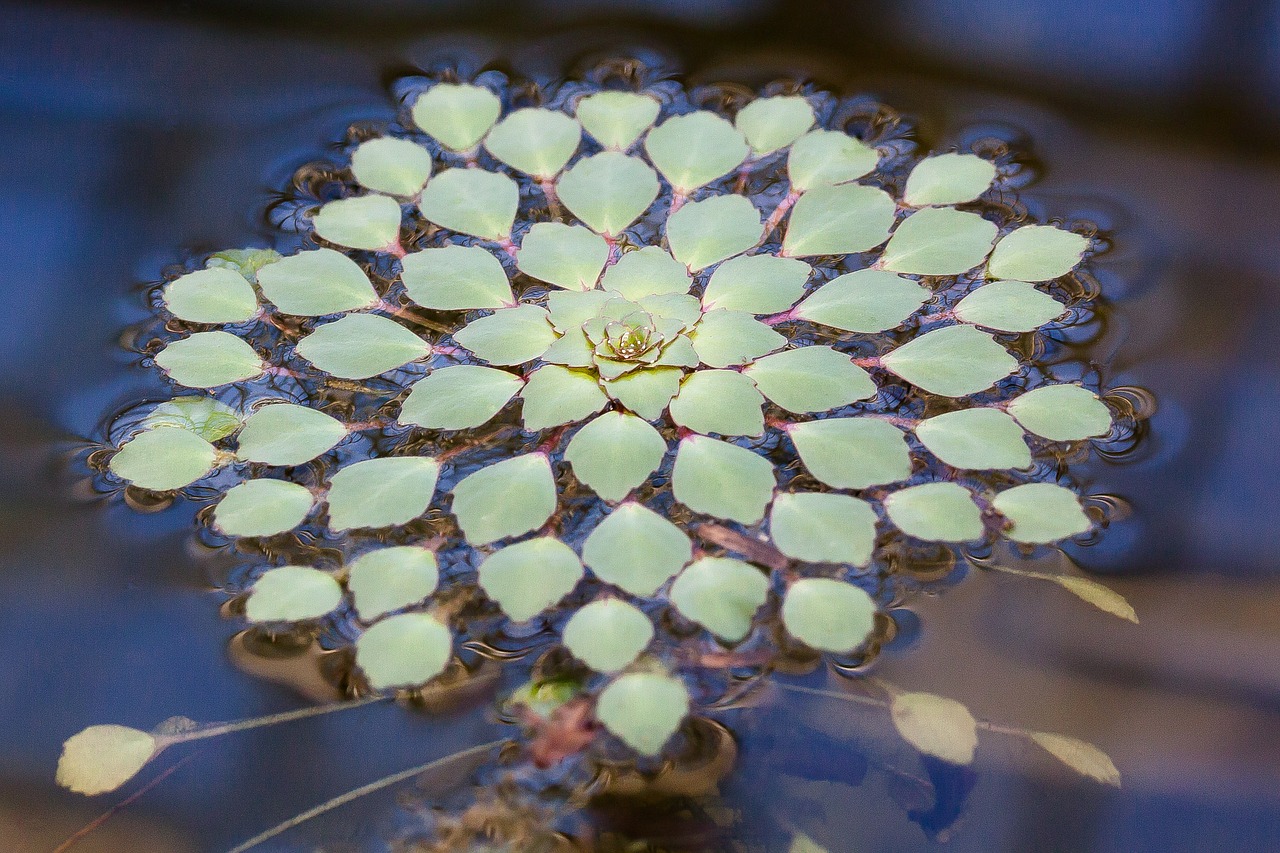 leaves aquatic plant green free photo