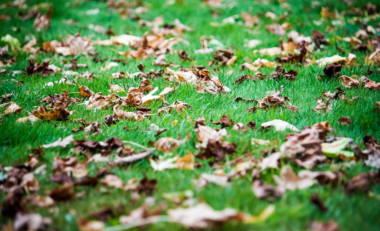 leaves meadow rush free photo