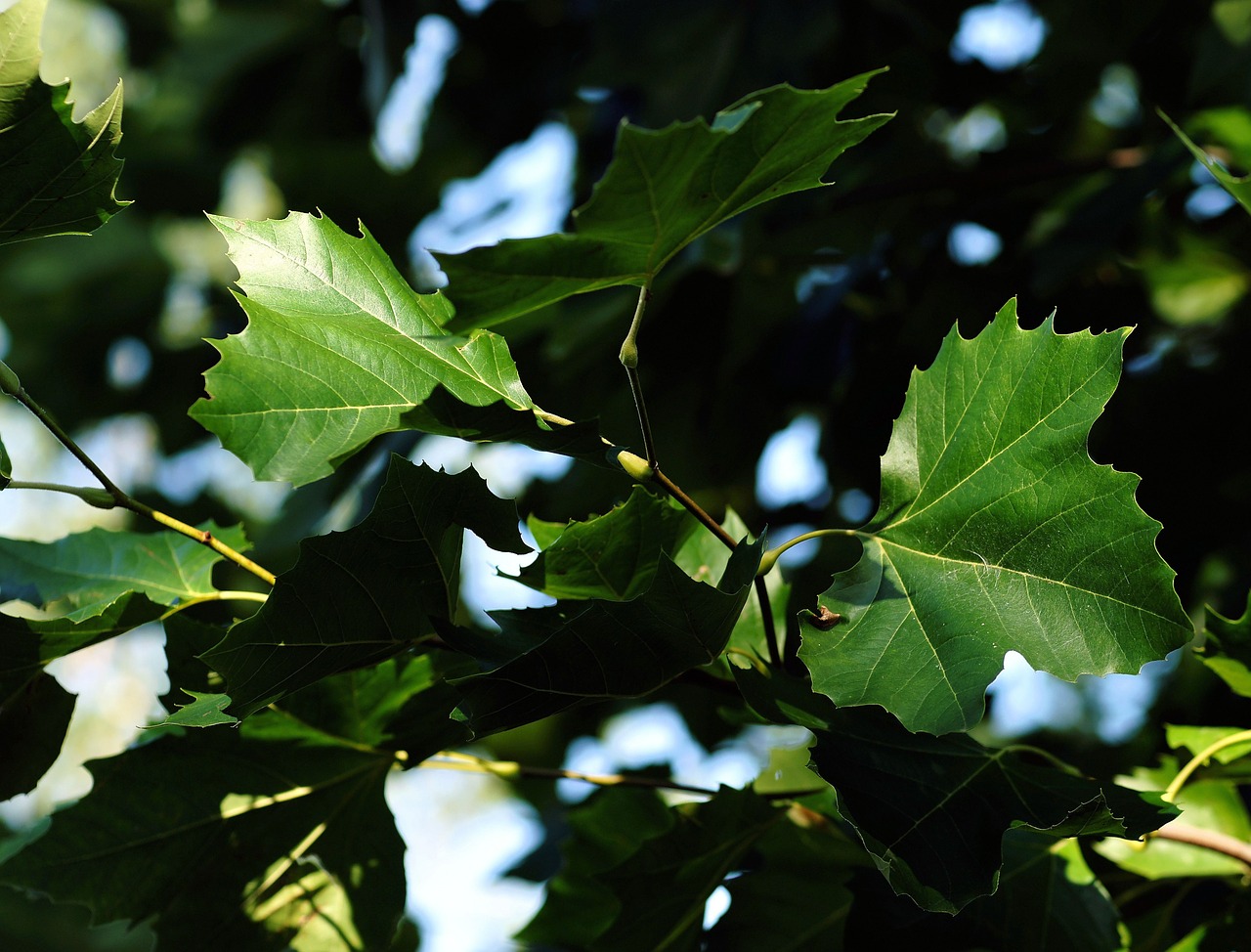 leaves autumn green free photo