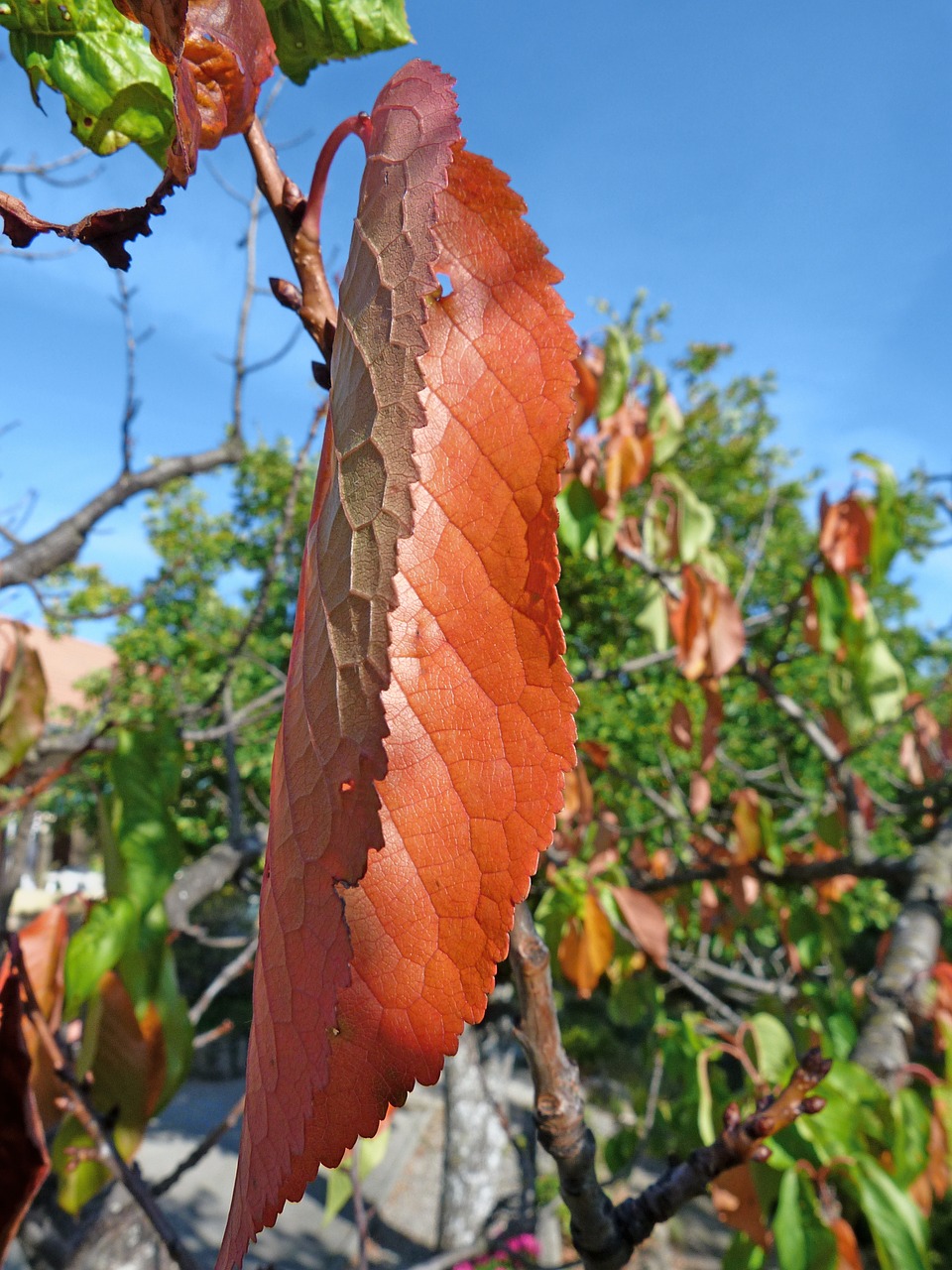 leaves cherry foliage free photo