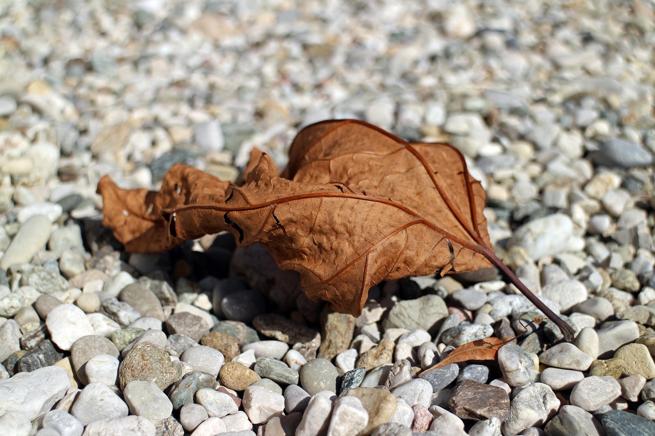 leaves foliage leaf autumn free photo