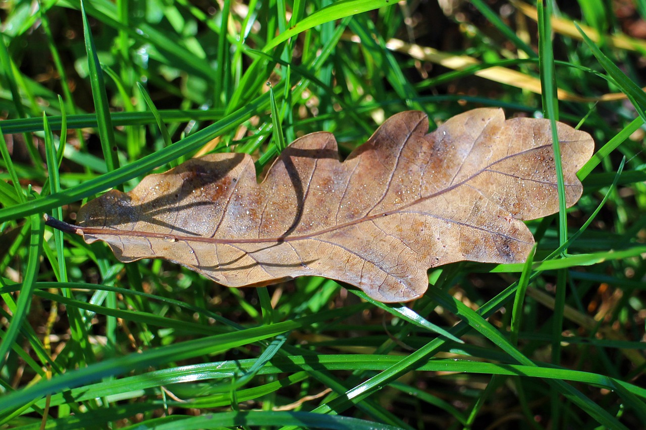 leaves foliage leaf autumn free photo