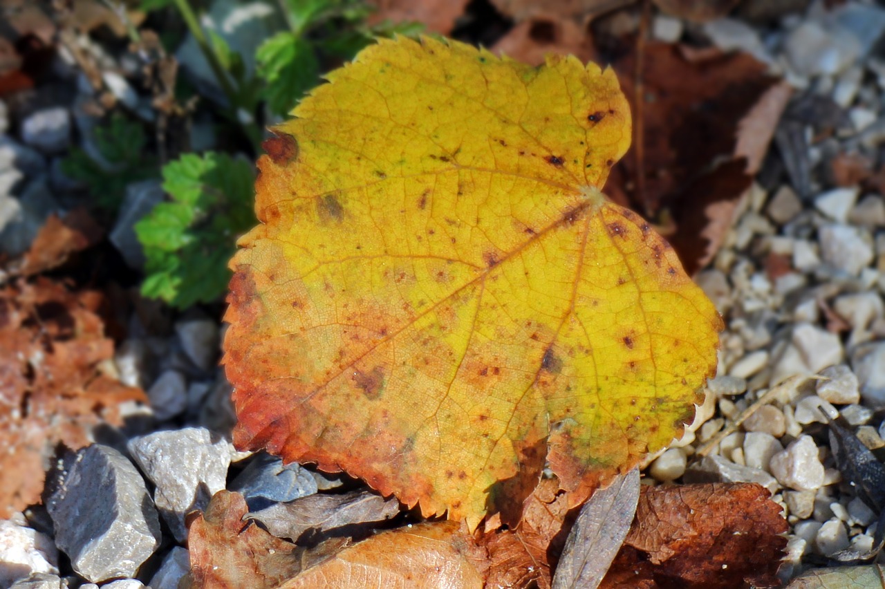 leaves foliage leaf autumn free photo