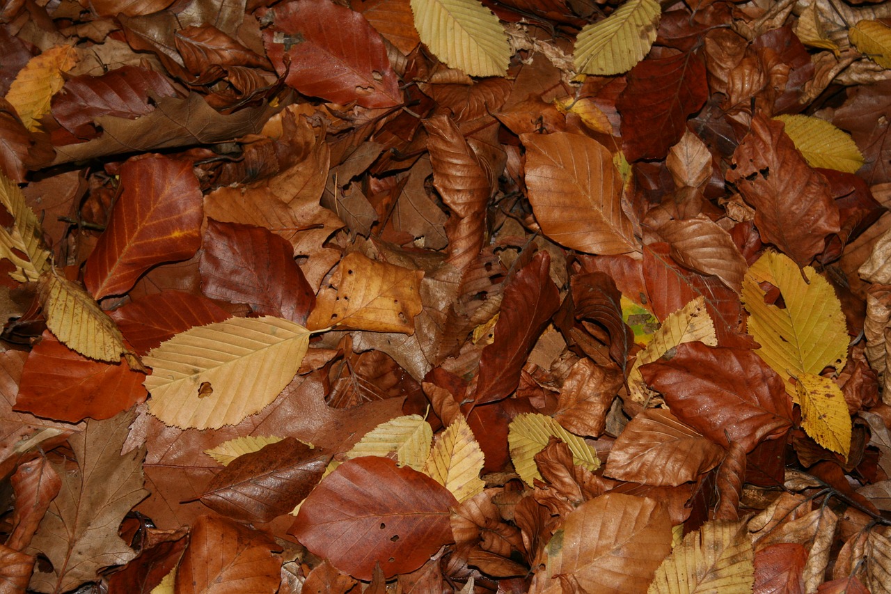 leaves colorful autumn free photo