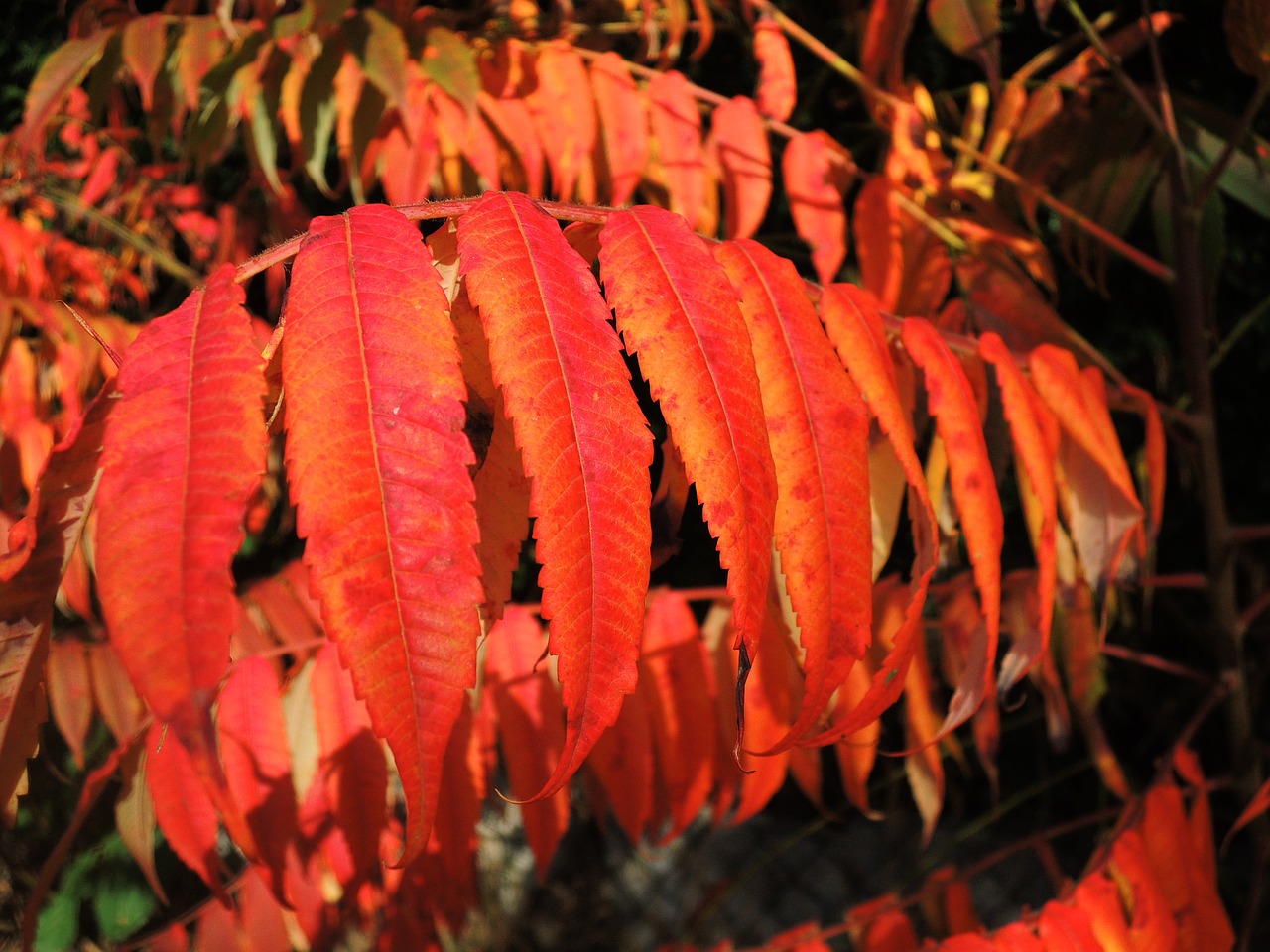 leaves red autumn free photo