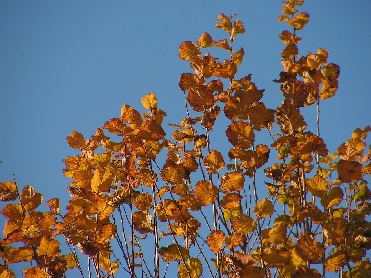 leaves autumn foliage free photo