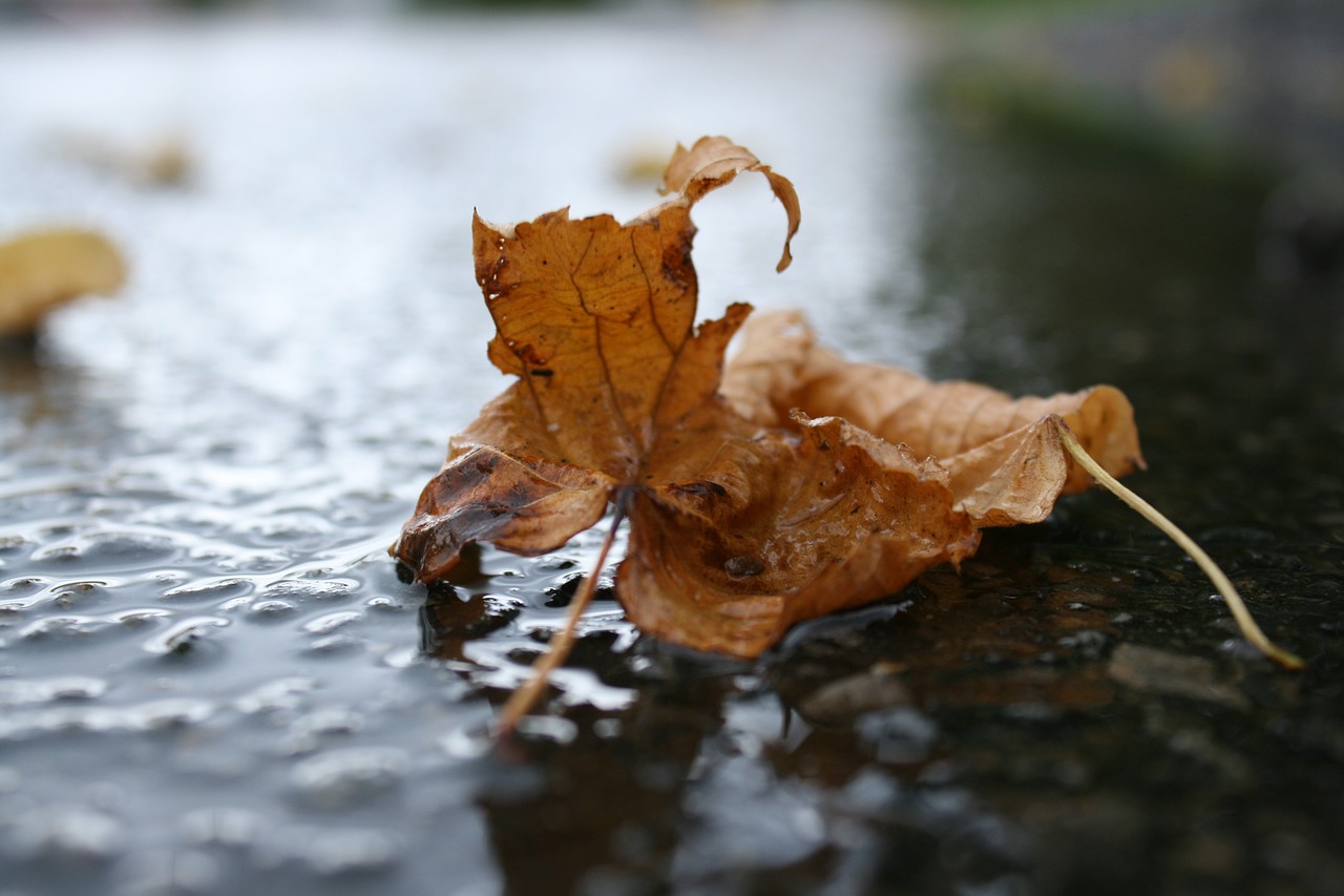 leaves leaf autumn free photo