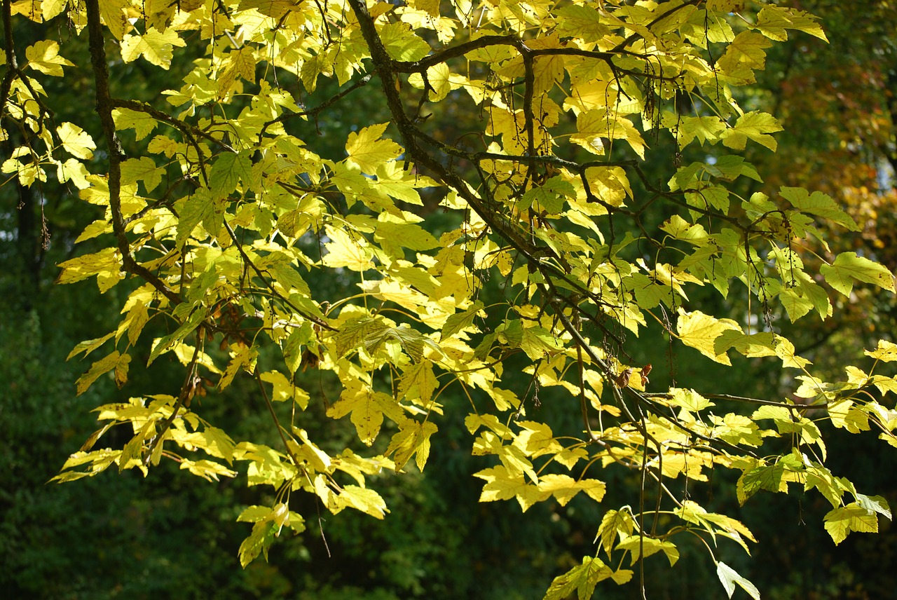 leaves branch tree free photo