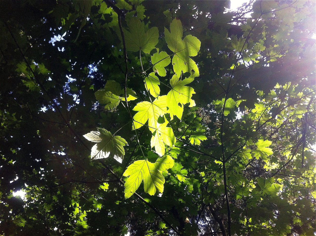 leaves green plant free photo