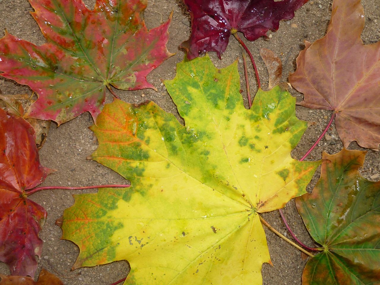 leaves autumn fall foliage free photo