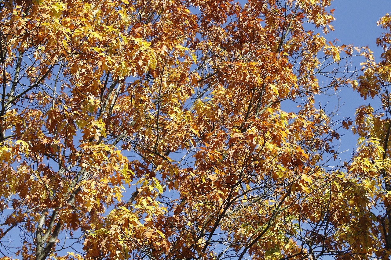 leaves tree autumn free photo