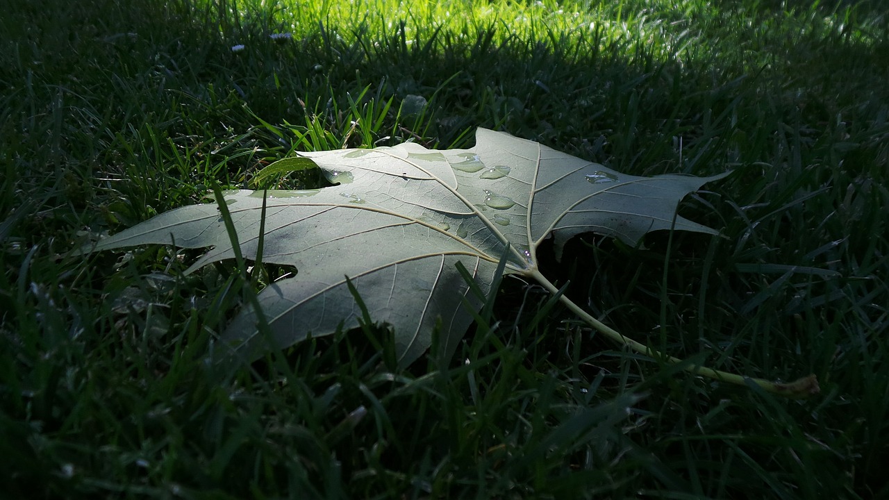 leaves autumn lawn free photo