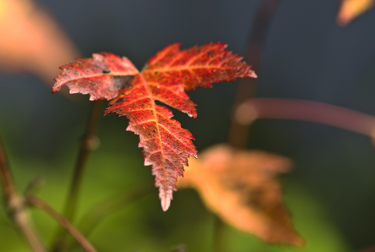 leaves autumn autumn mood free photo