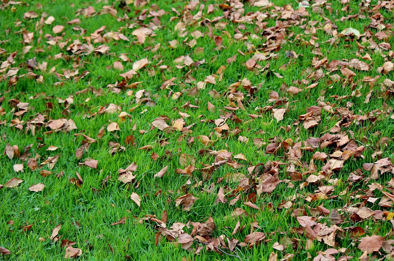 leaves meadow autumn mood free photo