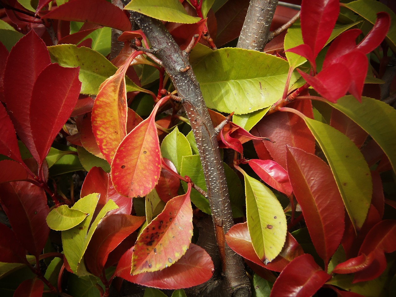 leaves autumn nature free photo