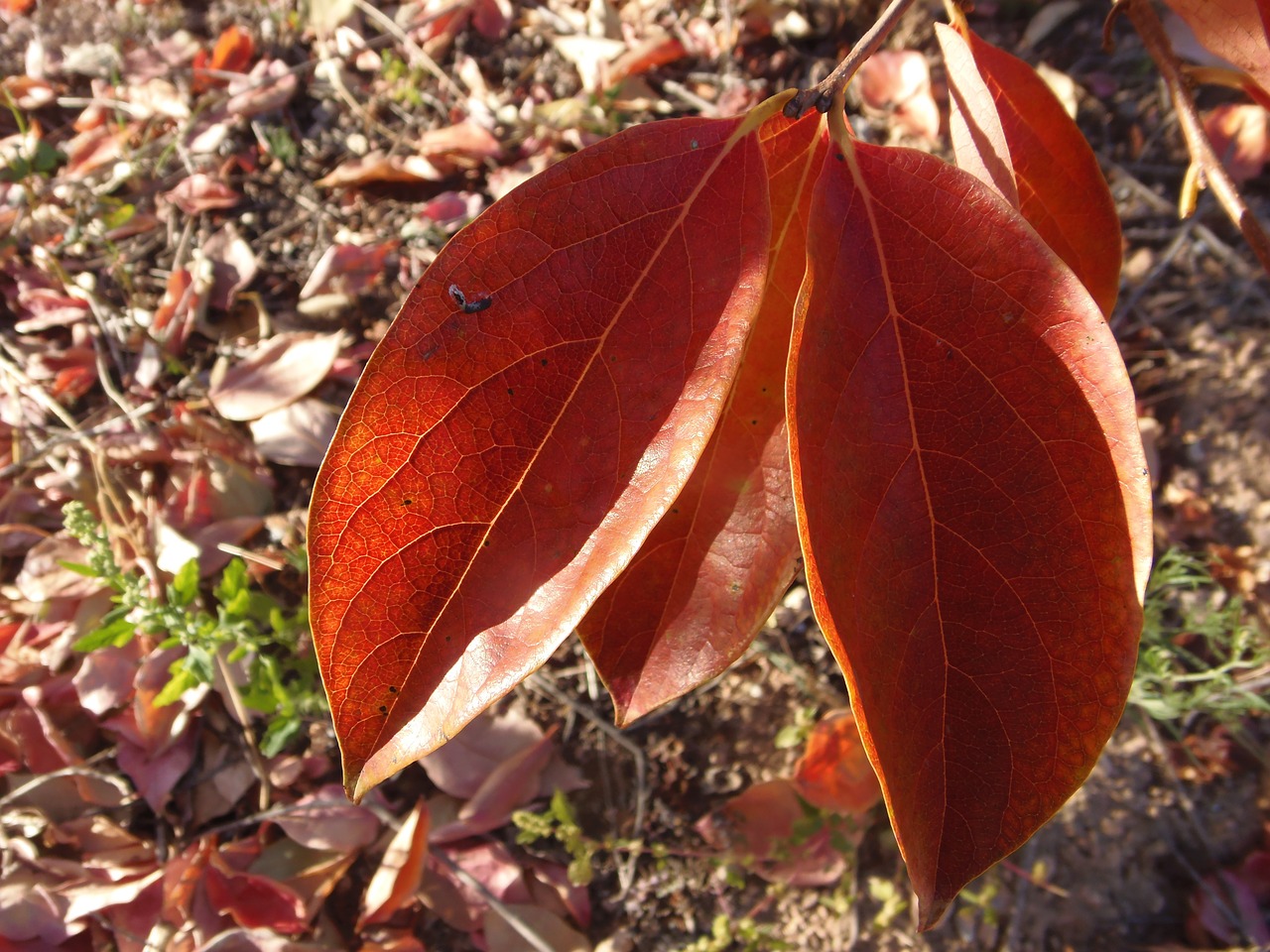 leaves autumn autumn leaves free photo