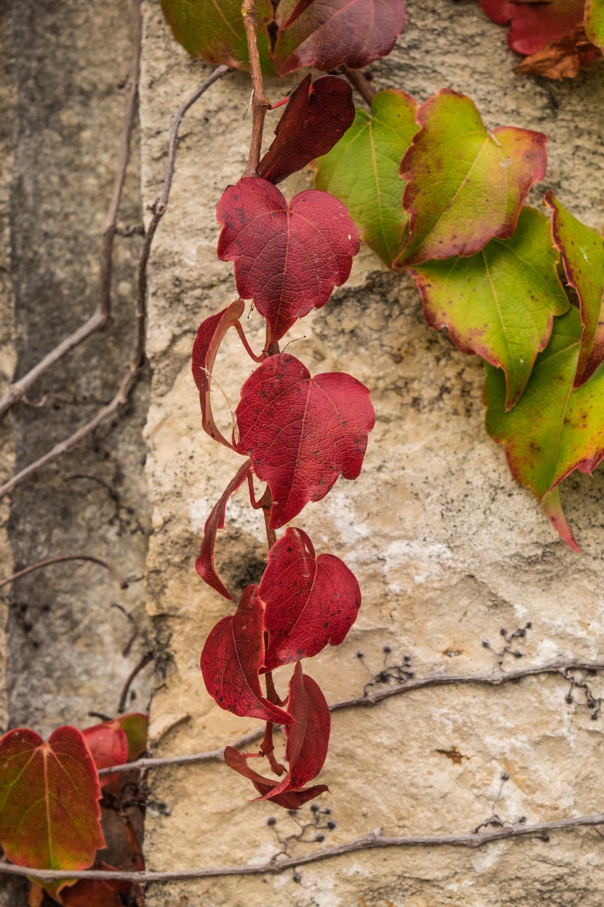 leaves red golden autumn free photo